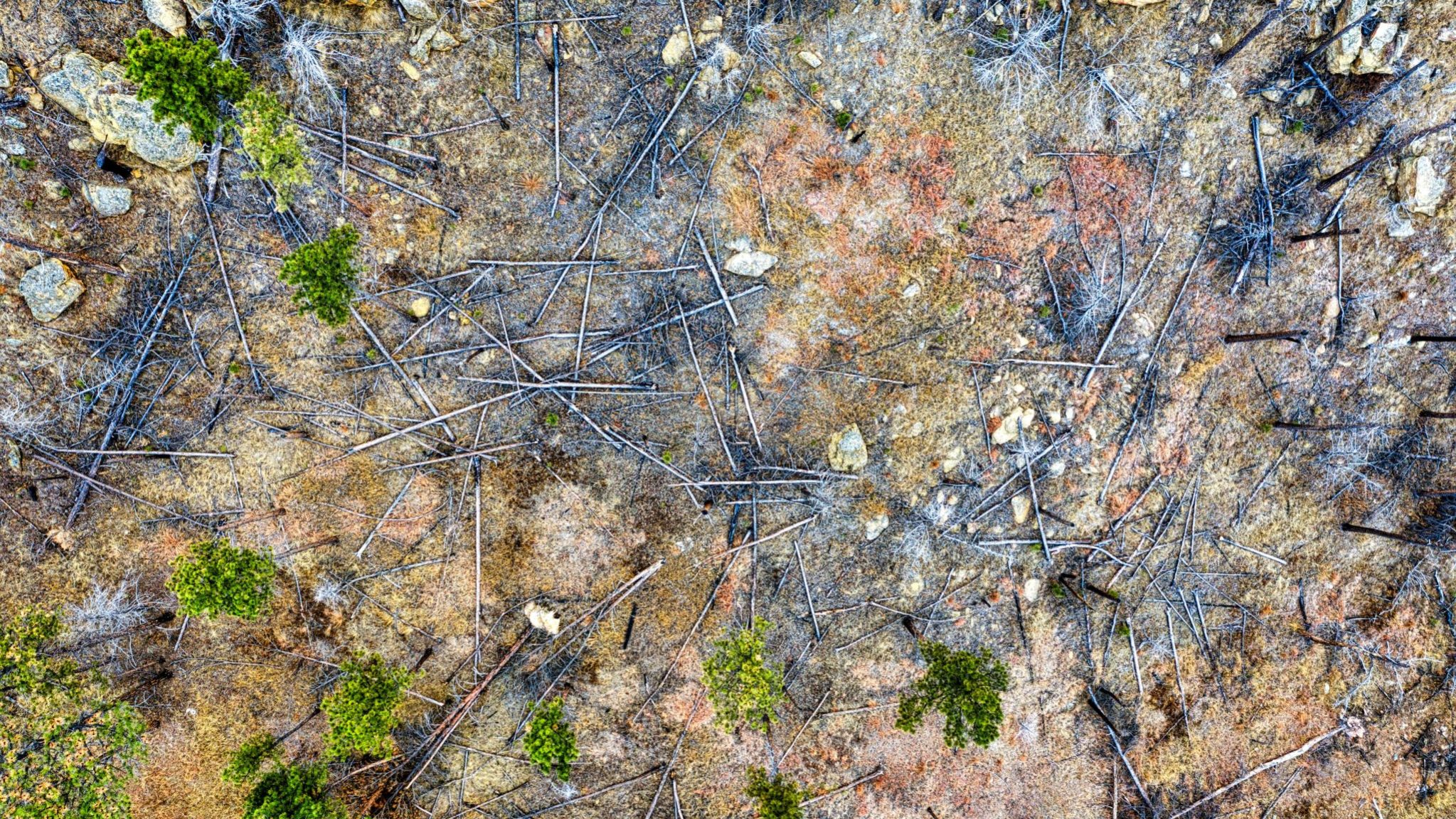 Mais de 80% das espécies de árvores exclusivas da Mata Atlântica correm risco de extinção