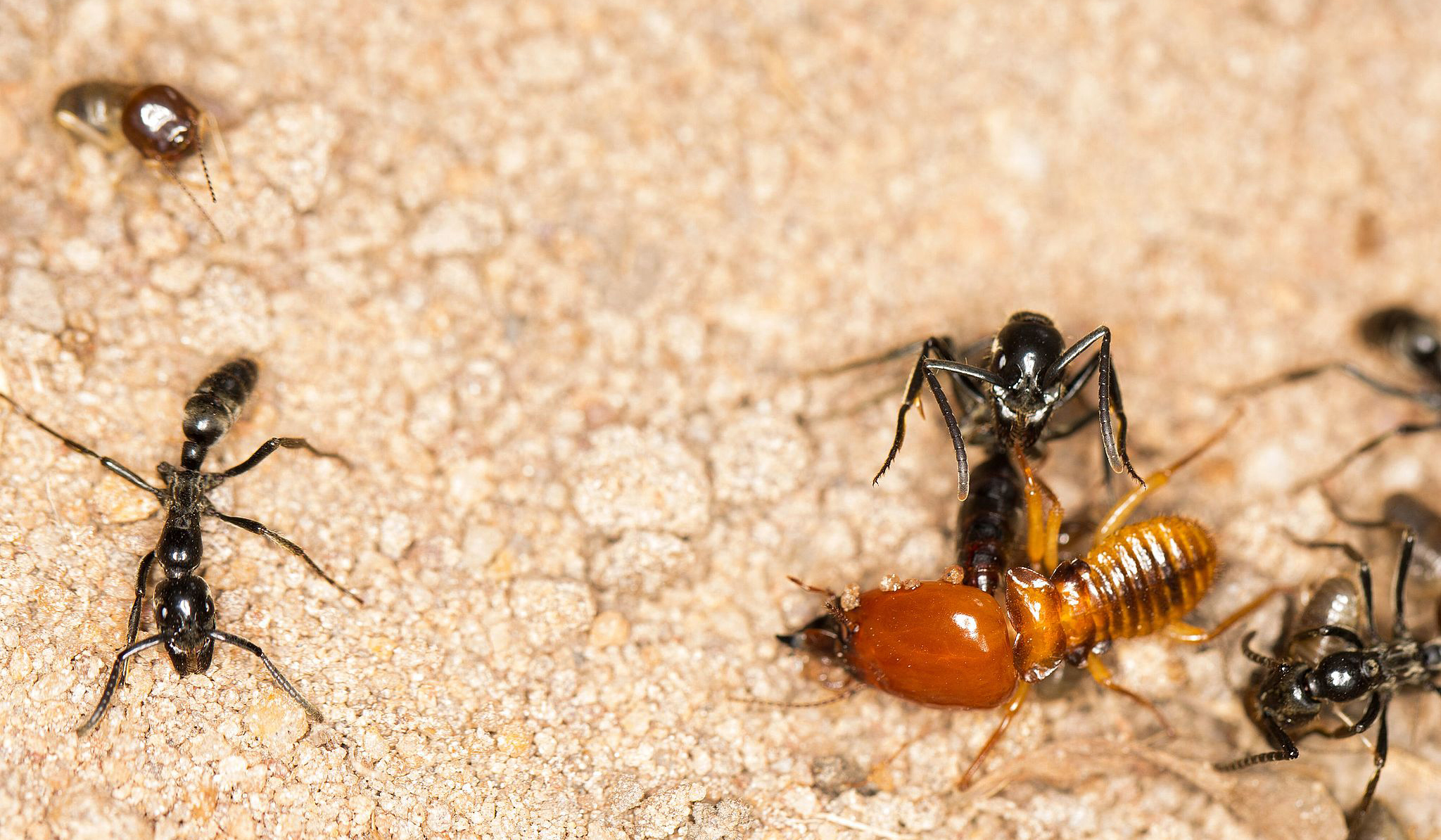 Formiga do Saara trata feridas produzindo seu próprio antibiótico
