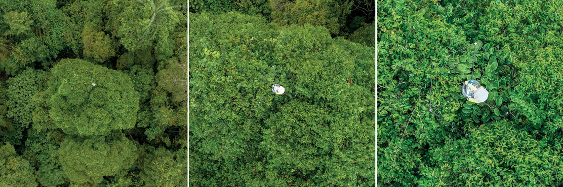 Minúscula na escala do dossel da floresta, redoma se fixa nas árvores e faz medições ambientais