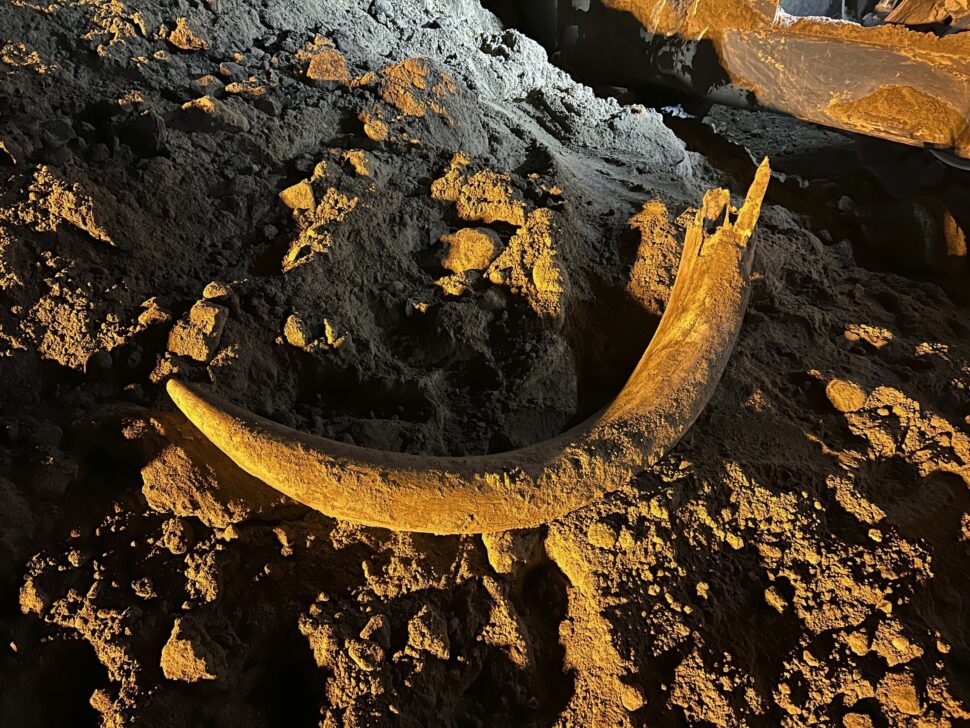 Workers unearth 10,000-year-old mammoth tusk in US mine