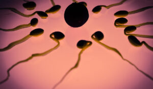 Identificado neurônio ligado ao controle de hormônios para fertilidade