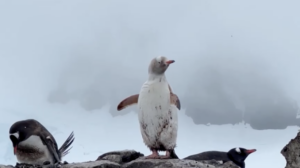 Raro pinguim completamente branco é visto na Antártida