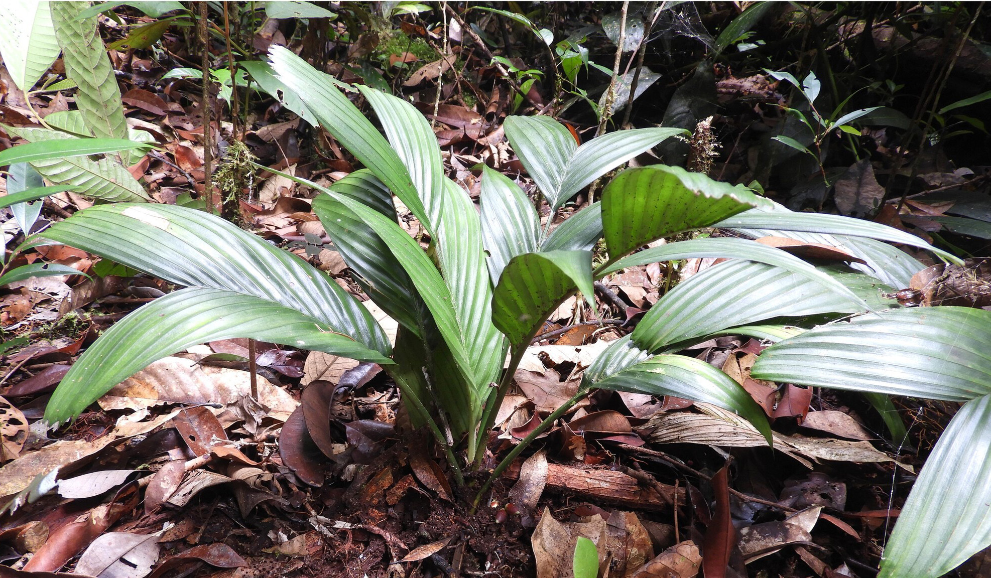 Cientistas redescobrem flor que nasce embaixo da terra