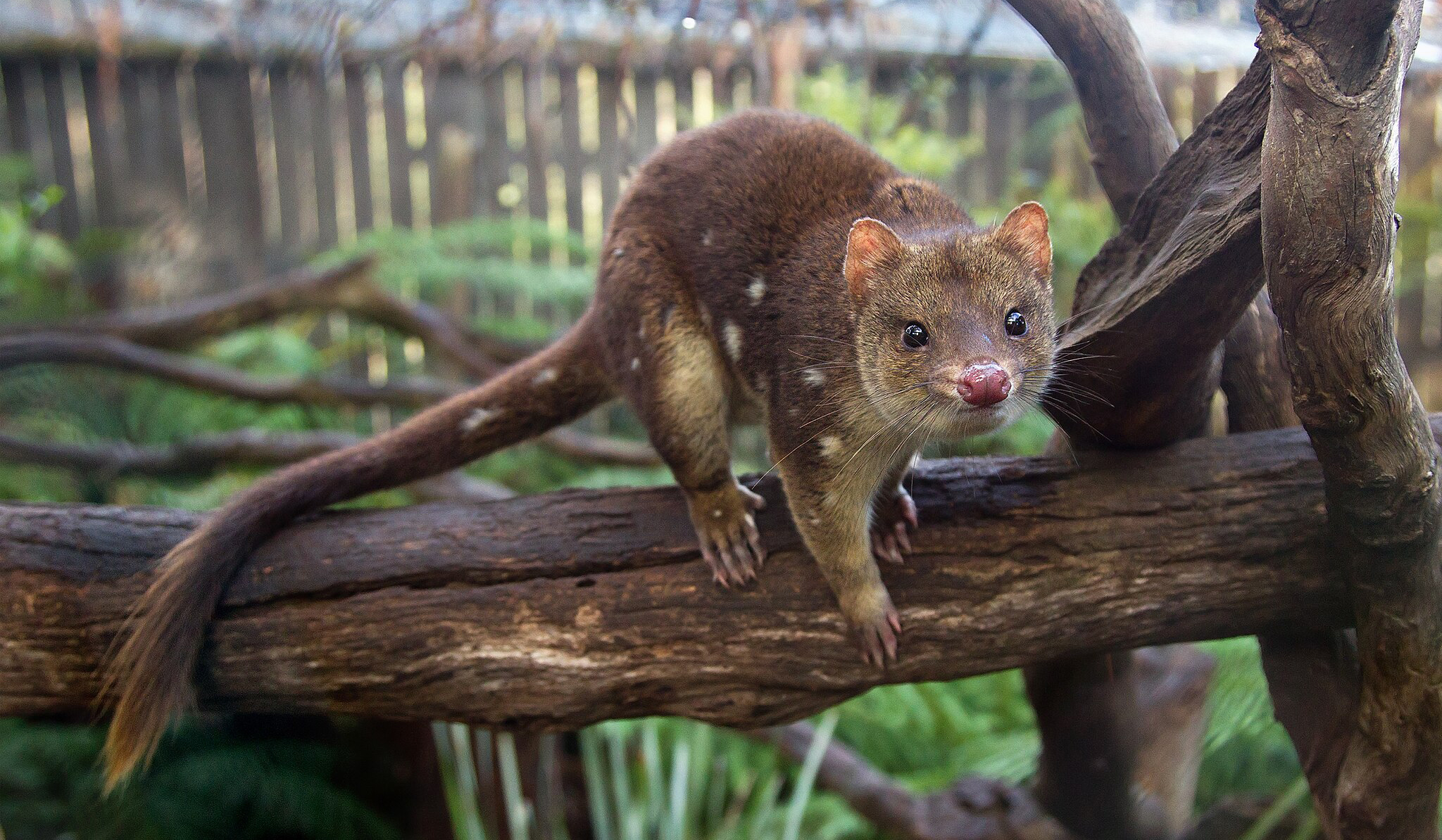 Queda da população de diabo-da-Tasmânia está mudando a genética de quolls