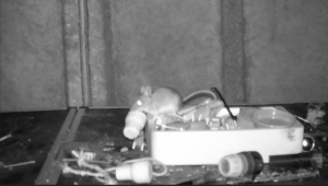 Ratinho com mania de limpeza é flagrado por câmera no Reino Unido