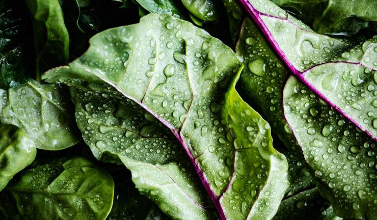 Este estudo descobriu porque comer salada não é uma boa opção para astronautas