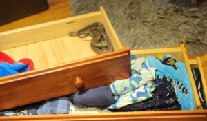 Serpente venenosa é encontrada em gaveta de garoto de 3 anos