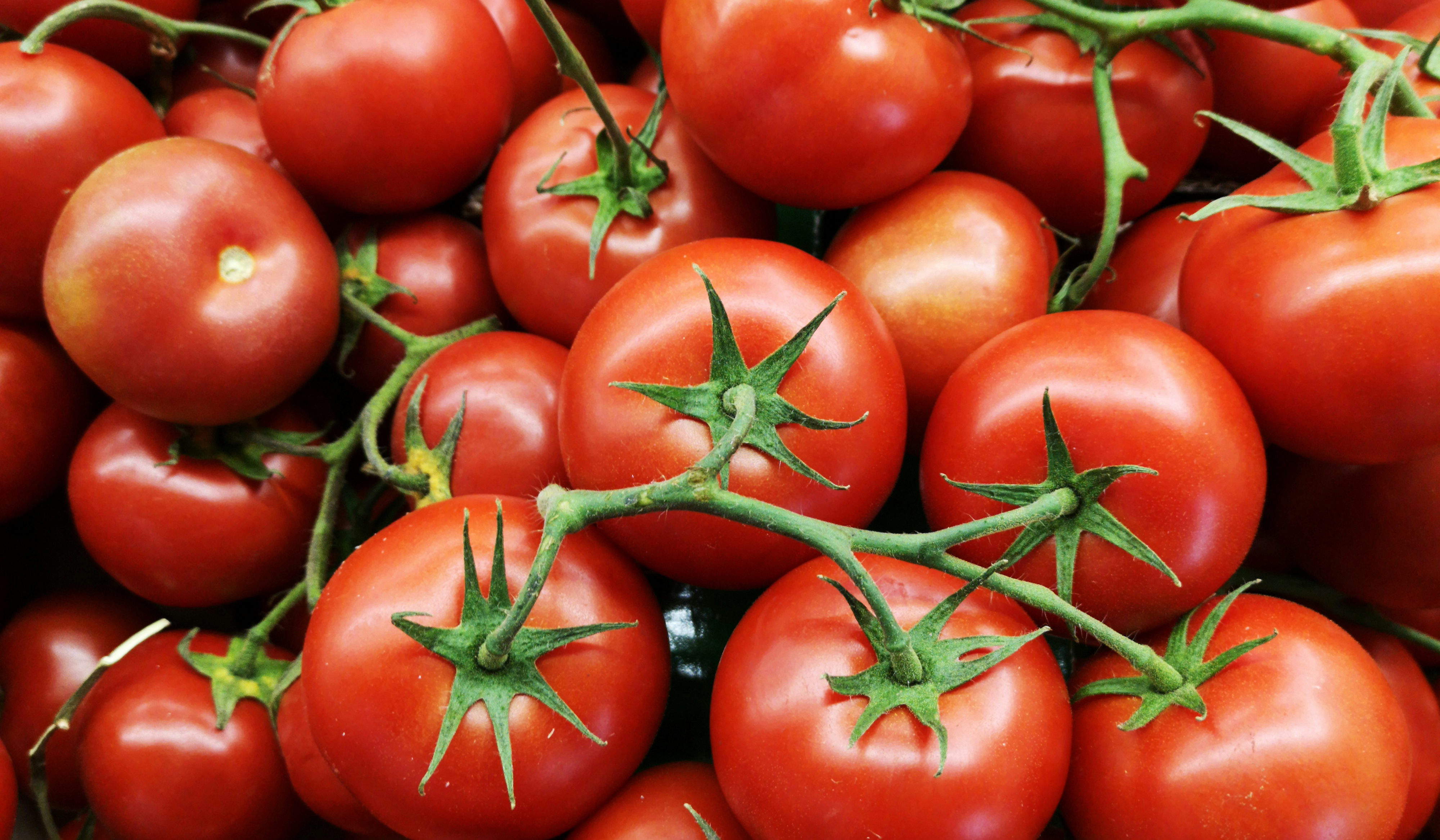 Usando CRISPR, cientistas criam tomate que usa menos água para crescer