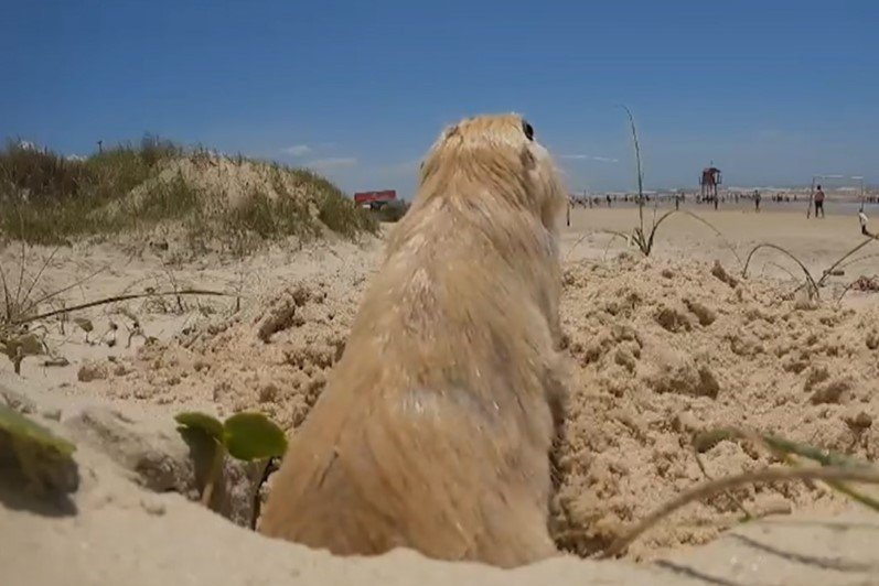 "Marmota brasileira” ameaçada de extinção é vista cavando buraco no RS