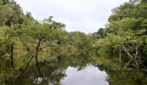 Estudo brasileiro impactante sobre a Amazônia é destaque na revista Nature