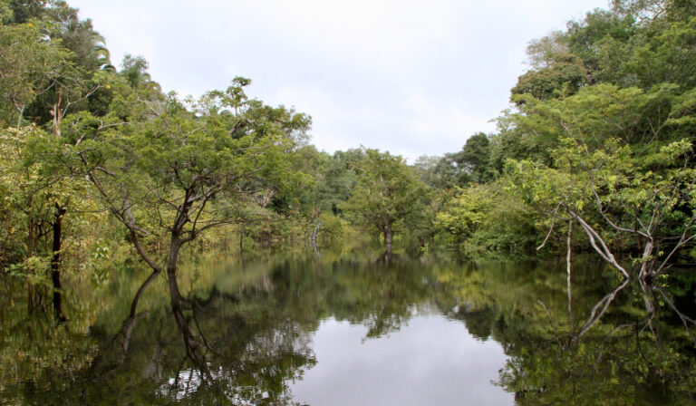 Estudo brasileiro impactante sobre a Amazônia é destaque na revista Nature