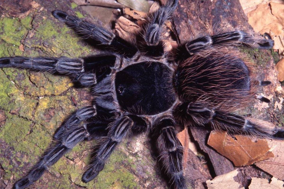 Veneno de aranha pode ser usado contra células de câncer, indica pesquisa brasileira