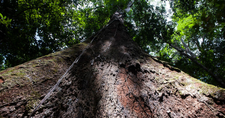 Pesquisadores investigam os mistérios das árvores gigantes da Amazônia