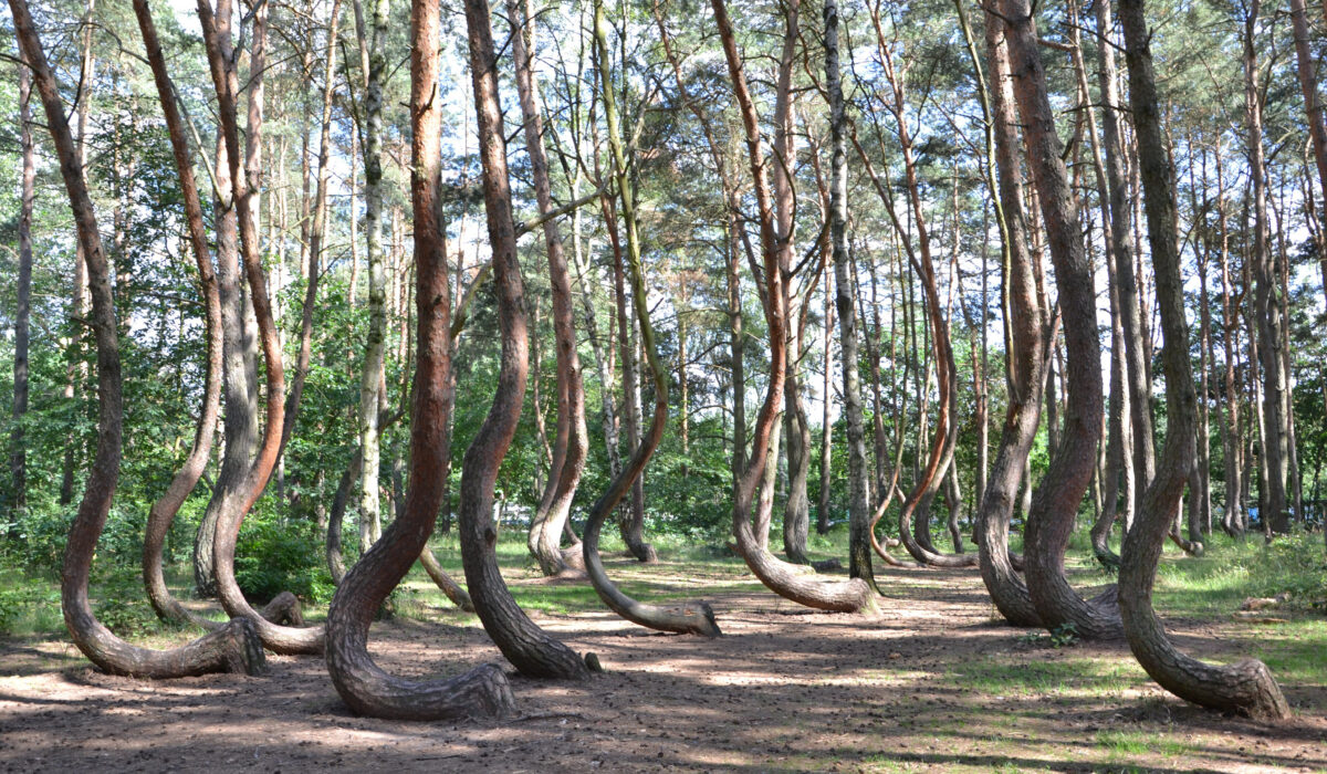 Polônia tem floresta misteriosa com 400 árvores tortas sem motivo aparente