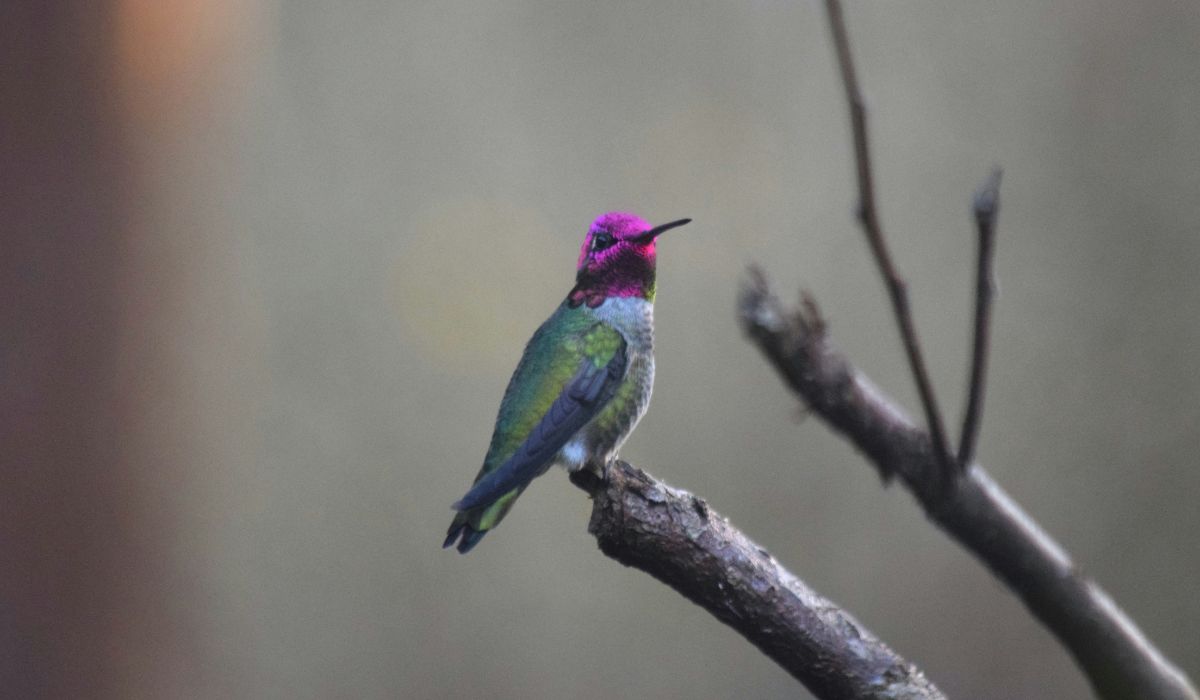 beija-flor-de-anna muda de cor