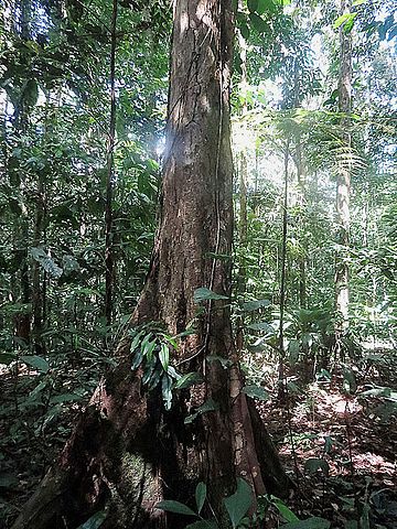 Árvores do gênero Eschweilera foram listadas como as espécies possivelmente mais comuns na Amazônia (foto: Dick Culbert/Wikimedia Commons)