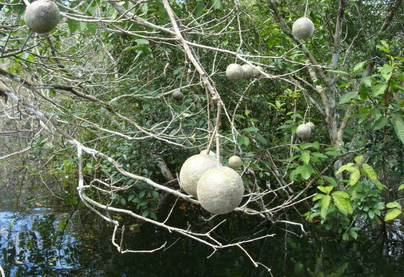 Pouco mais de mil espécies representam metade das árvores tropicais do planeta, aponta estudo