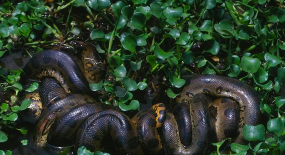 Nova cobra gigante é identificada pela National Geographic na Amazônia