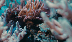 Corais podem ser a chave para entender comportamento do El Niño, diz estudo
