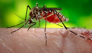 Brasil registra 54 mortes por dengue em 2024; como se proteger no Carnaval?