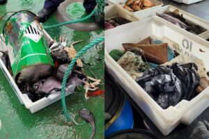 Pesquisadores avaliam presença de lixo no oceano profundo do Brasil