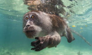 Imagem que mostra macaco nadando vence prêmio de fotografia subaquática