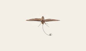 Mariposa de Darwin: inseto com “língua” enorme foi previsto pelo famoso naturalista 40 anos antes de ser descoberto