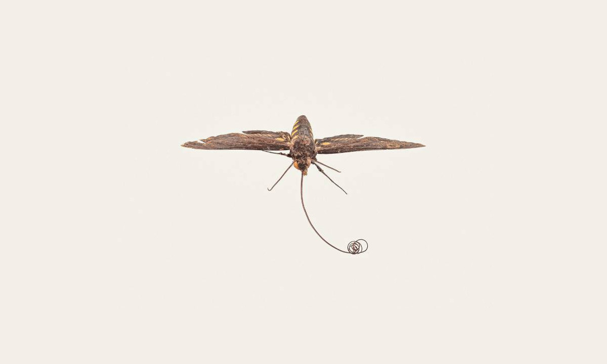 Mariposa de Darwin: inseto com “língua” enorme foi previsto pelo famoso naturalista 40 anos antes de ser descoberto