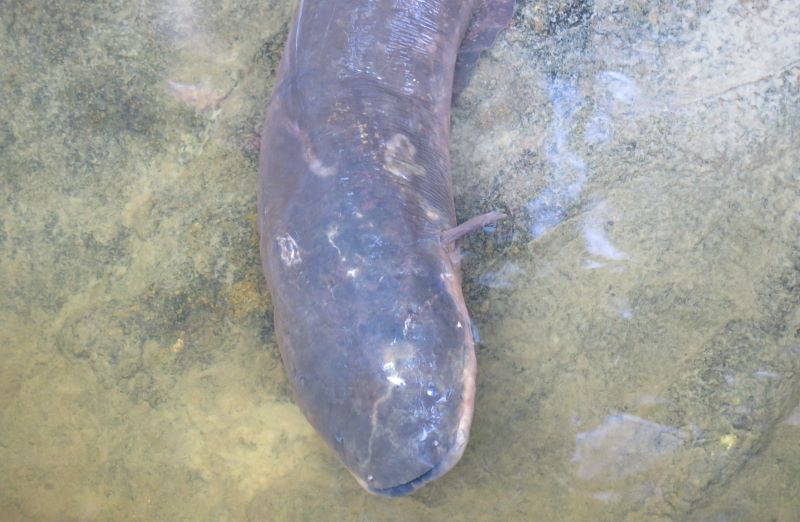 Expedição no rio Negro busca peixe-elétrico misterioso e novas descobertas sobre espécies amazônicas