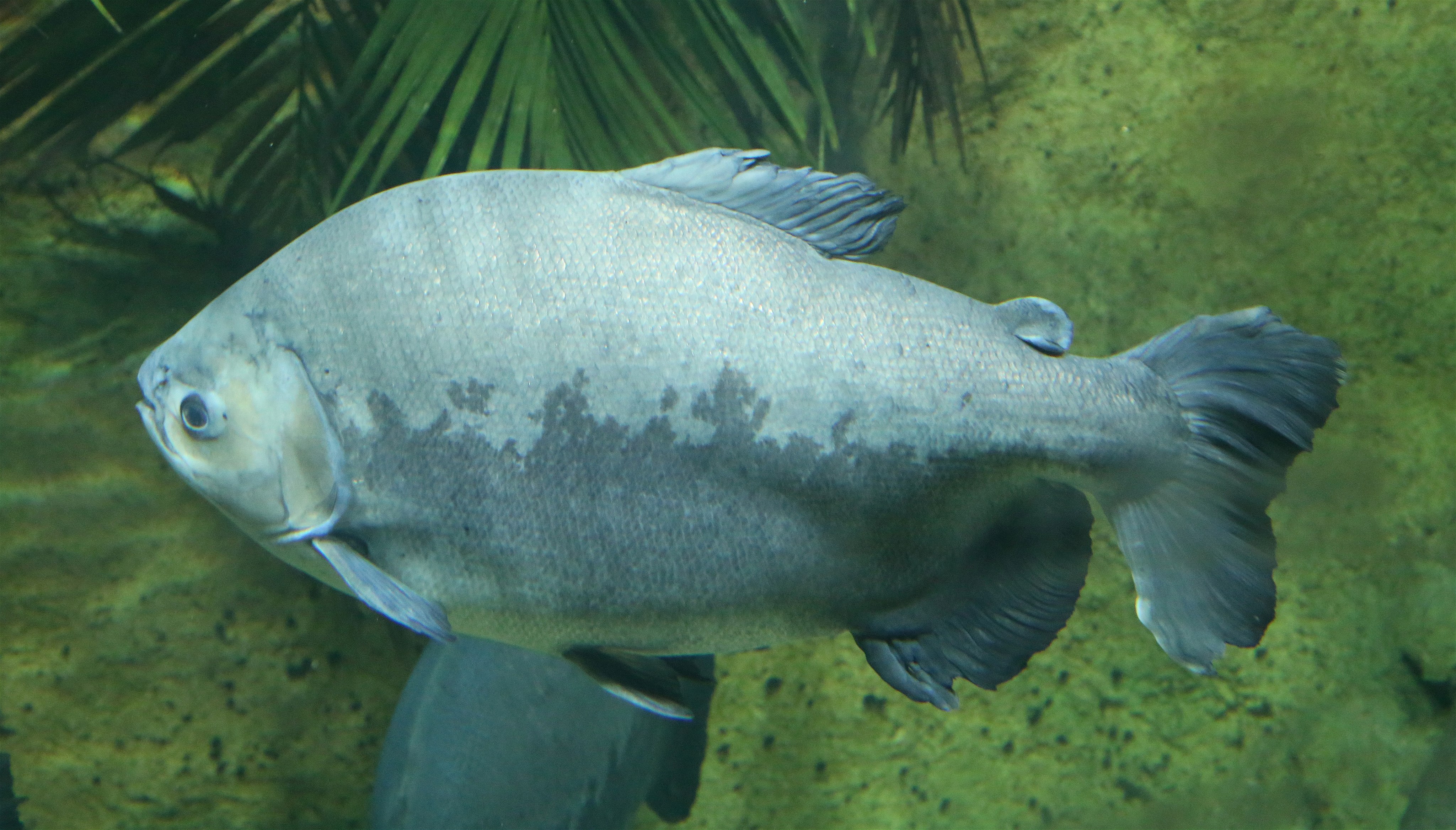 Pescador encontra Pacu, nativo da Amazônia, em lago na Irlanda; qual a explicação?