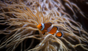 Estudo revela que peixe Nemo da vida real é um antissocial
