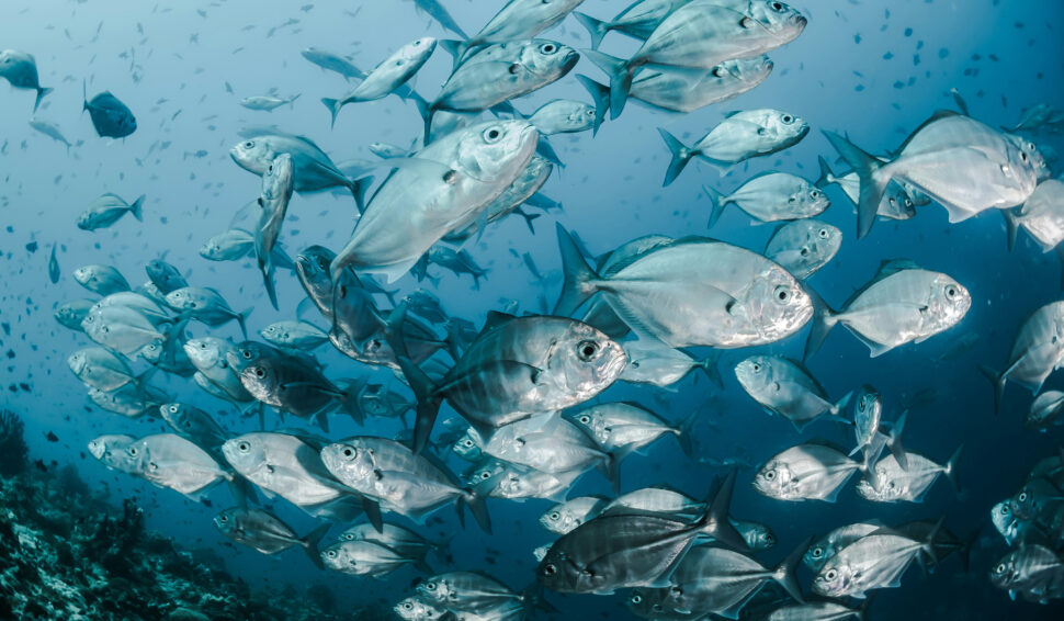El clima está provocando que los peces se encojan y la ciencia no sabe por qué
