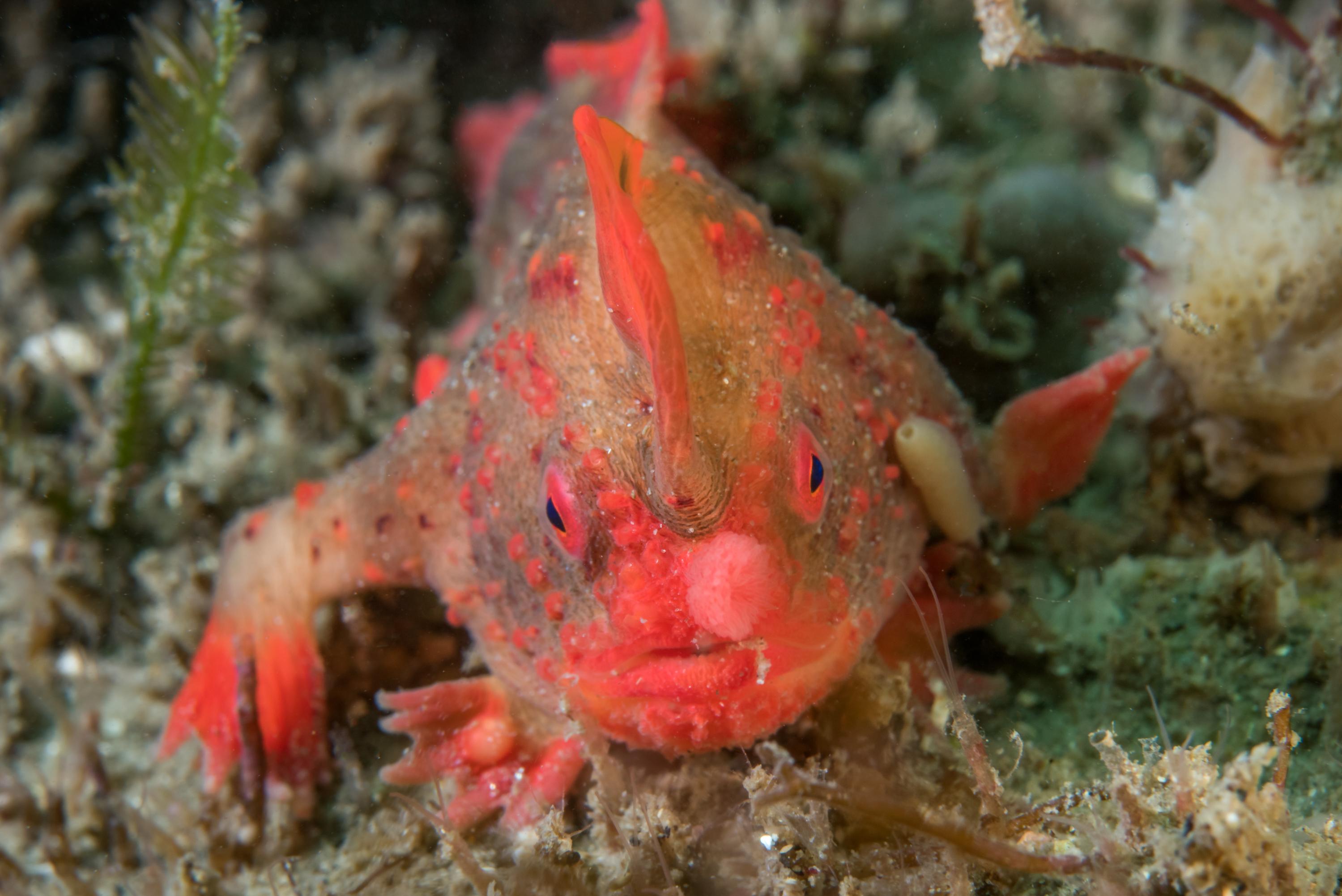 Aquecimento do oceano faz cientistas retirarem peixes raros do mar da Austrália