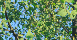 Descoberta planta invasora asiática que põe em risco manguezais da Baixada Santista