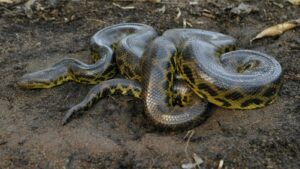 Serpentes evoluíram até três vezes mais rápido que lagartos, mostra estudo da Science