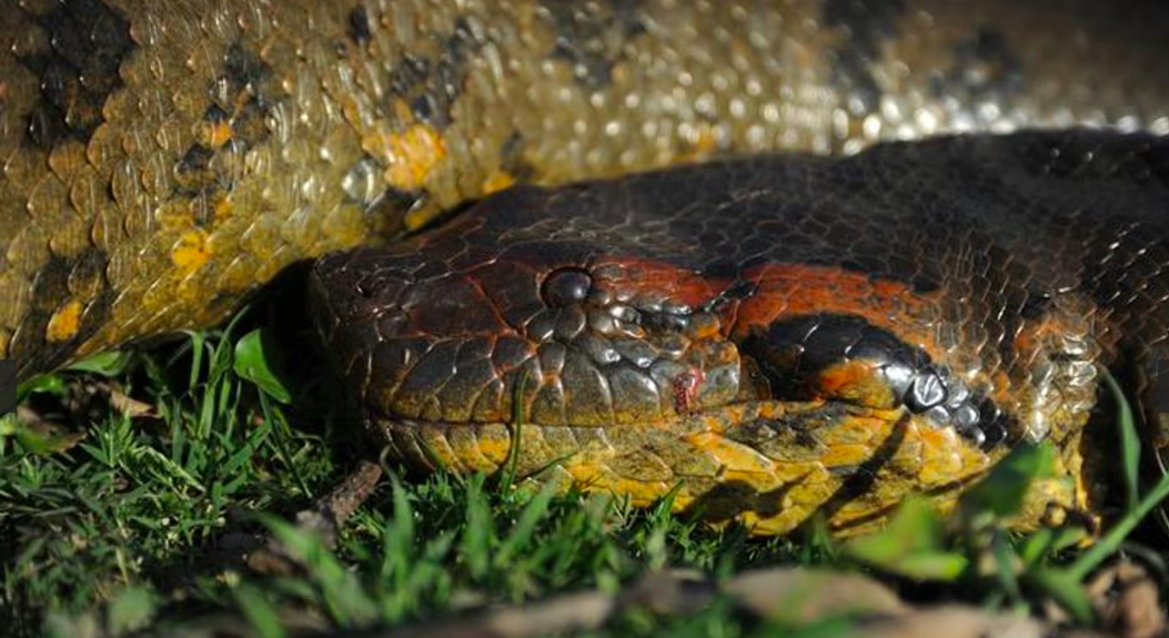 Nova cobra gigante é identificada pela National Geographic na Amazônia