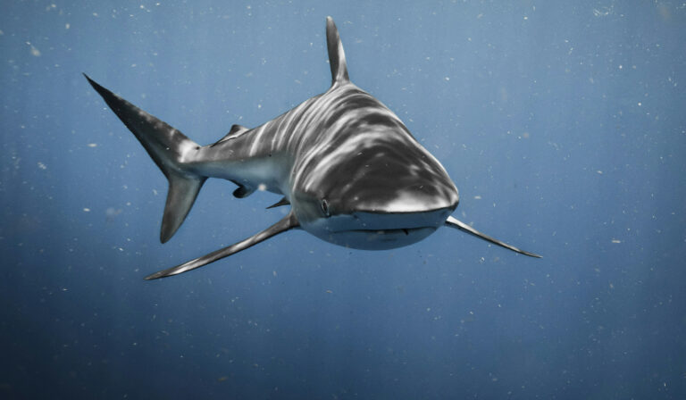 Nova espécie de tubarão é descoberta em fóssil de 65 milhões anos