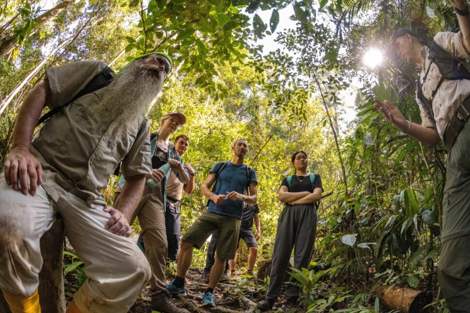 Cientistas descobrem nova espécie de besouros na floresta de Bornéu