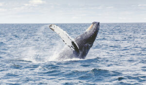 Novo estudo recoloca a baleia-azul como animal mais pesado da Terra