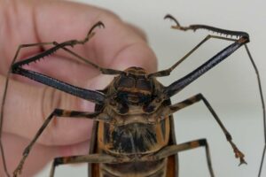 Um besouro com pernas muito compridas e carapaça espalhafatosa: conheça o maravilhoso arlequim-da-mata