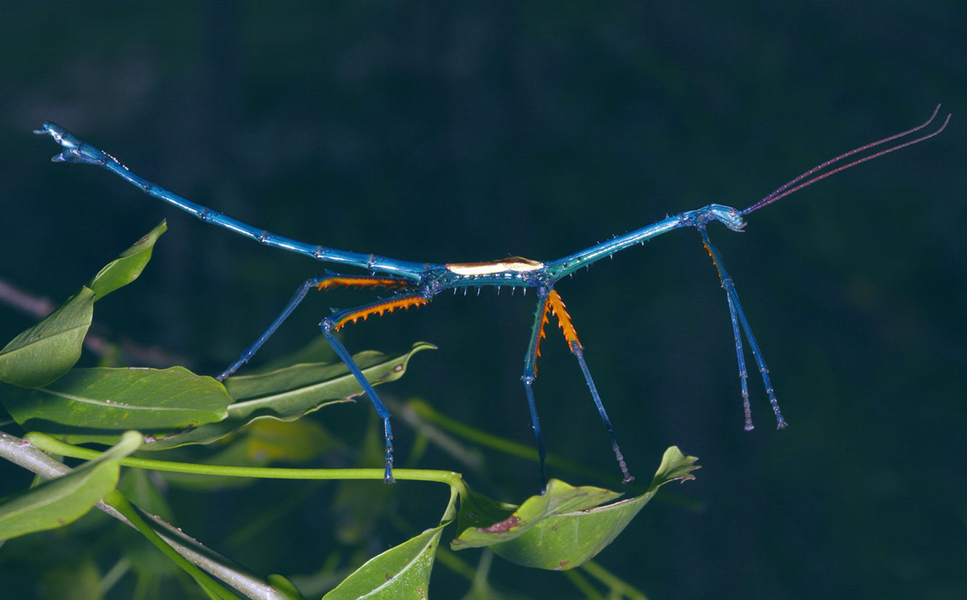 Em Madagascar, bicho-pau larga a camuflagem e "assume" corpo colorido