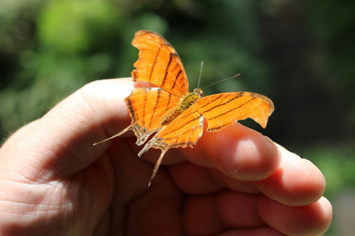 Más de 300 especies de mariposas habitan el Parque Científico