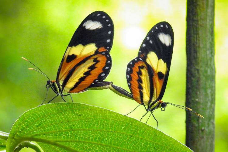 Más de 300 especies de mariposas viven en el Parque Científico