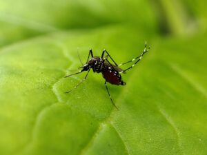 Aumento de casos de dengue é reflexo de desmatamento e clima, diz Fiocruz