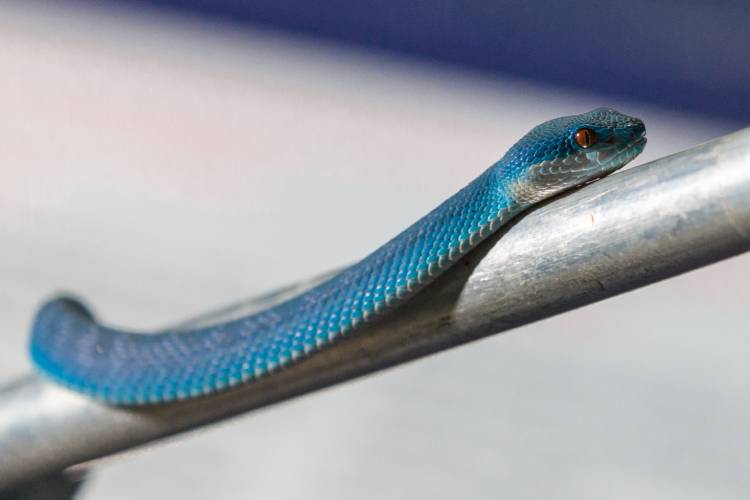 A cor azul vibrante pode ajudar o animal a se camuflar e escapar de predadores