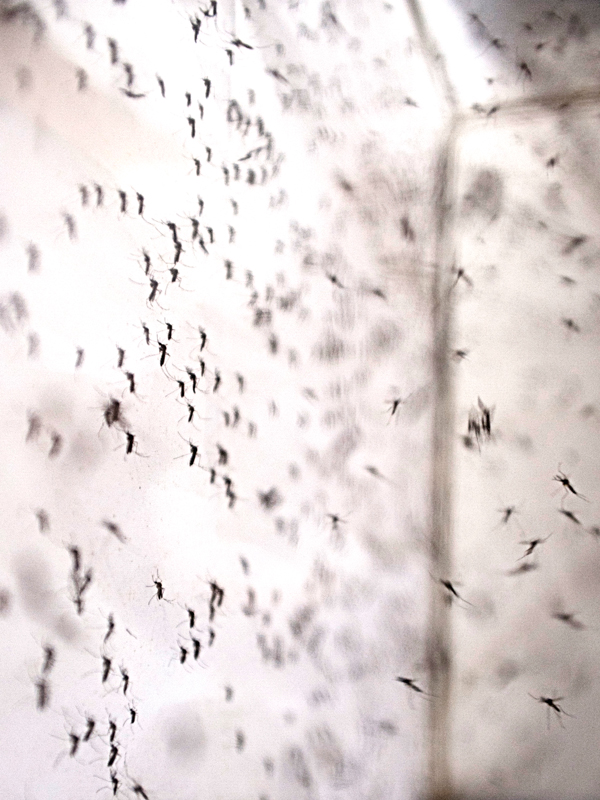 Colônia de mosquito Aedes aegypti, transmissor dos vírus da dengue, chikungunya, zika e da febre amarela