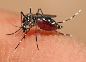 São Paulo decreta situação de emergência por epidemia de dengue
