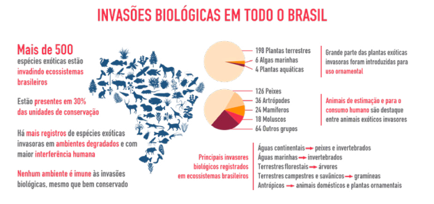 Brasil tem 476 espécies invasoras que causaram mais de mais de U$77 bilhões em prejuízo
