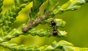 Por que as mães formigas às vezes comem seus filhotes? Veja o que diz a ciência