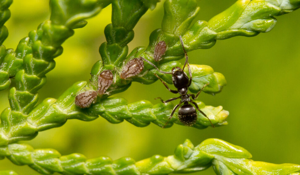 ¿Por qué las madres hormigas a veces se comen a sus crías?